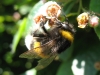 bumblebee01.jpg