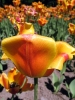 flower06s.jpg