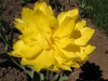 Имя файла=flower09s.jpg
Размер файла=218КБ
Размеры=1024x768
Дата=Июнь 10, 2009 flower09s.jpg
