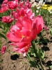 Имя файла=flower10s.jpg
Размер файла=262КБ
Размеры=675x900
Дата=Июнь 10, 2009 flower10s.jpg