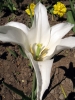 flower11s.jpg