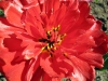 Имя файла=flower12s.jpg
Размер файла=335КБ
Размеры=1024x768
Дата=Июнь 10, 2009 flower12s.jpg
