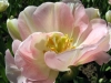 flower13s.jpg