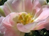 flower14s.jpg