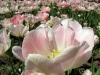 flower15s.jpg