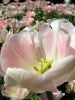 flower16s.jpg