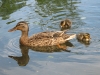 ducks-04s-800x600.jpg