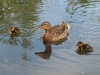 ducks-05s-800x600.jpg