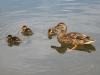 ducks-06s-800x600.jpg