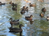 ducks-07.jpg