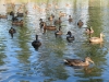 Имя файла=ducks-08.jpg
Размер файла=249КБ
Размеры=800x600
Дата=Нояб 13, 2007 ducks-08.jpg