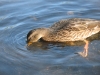 Имя файла=ducks-09.jpg
Размер файла=120КБ
Размеры=800x600
Дата=Нояб 13, 2007 ducks-09.jpg