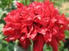Имя файла=flower001.jpg
Размер файла=103КБ
Размеры=800x600
Дата=Сент 29, 2007 flower001.jpg