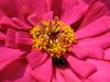 flower002.jpg