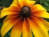 flower003.jpg