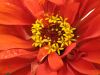 flower004.jpg