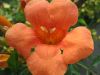 flower005.jpg