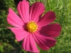flower006.jpg