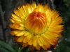 flower007.jpg