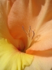 Имя файла=flower008.jpg
Размер файла=59КБ
Размеры=450x600
Дата=Нояб 07, 2007 flower008.jpg