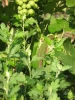 Имя файла=lizard01.jpg
Размер файла=113КБ
Размеры=450x600
Дата=Окт 02, 2007 lizard01.jpg