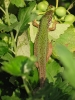Имя файла=lizard02.jpg
Размер файла=97КБ
Размеры=450x600
Дата=Окт 02, 2007 lizard02.jpg