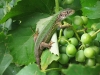 Имя файла=lizard03.jpg
Размер файла=171КБ
Размеры=800x600
Дата=Окт 02, 2007 lizard03.jpg