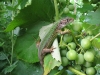Имя файла=lizard04.jpg
Размер файла=178КБ
Размеры=800x600
Дата=Окт 02, 2007 lizard04.jpg