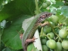Имя файла=lizard05.jpg
Размер файла=151КБ
Размеры=800x600
Дата=Окт 02, 2007 lizard05.jpg