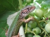 Имя файла=lizard06.jpg
Размер файла=133КБ
Размеры=800x600
Дата=Окт 02, 2007 lizard06.jpg