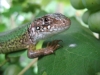Имя файла=lizard07.jpg
Размер файла=88КБ
Размеры=800x600
Дата=Окт 02, 2007 lizard07.jpg