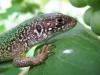 Имя файла=lizard08.jpg
Размер файла=133КБ
Размеры=800x600
Дата=Окт 02, 2007 lizard08.jpg