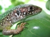 Имя файла=lizard09.jpg
Размер файла=136КБ
Размеры=800x600
Дата=Окт 02, 2007 lizard09.jpg