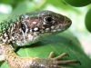Имя файла=lizard10.jpg
Размер файла=132КБ
Размеры=800x600
Дата=Окт 02, 2007 lizard10.jpg