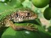 lizard11.jpg