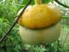 pumpkins02.jpg