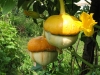 pumpkins03.jpg