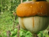 pumpkins04.jpg