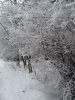 Имя файла=winterspb05.jpg
Размер файла=202КБ
Размеры=600x800
Дата=Фев 09, 2010 winterspb05.jpg